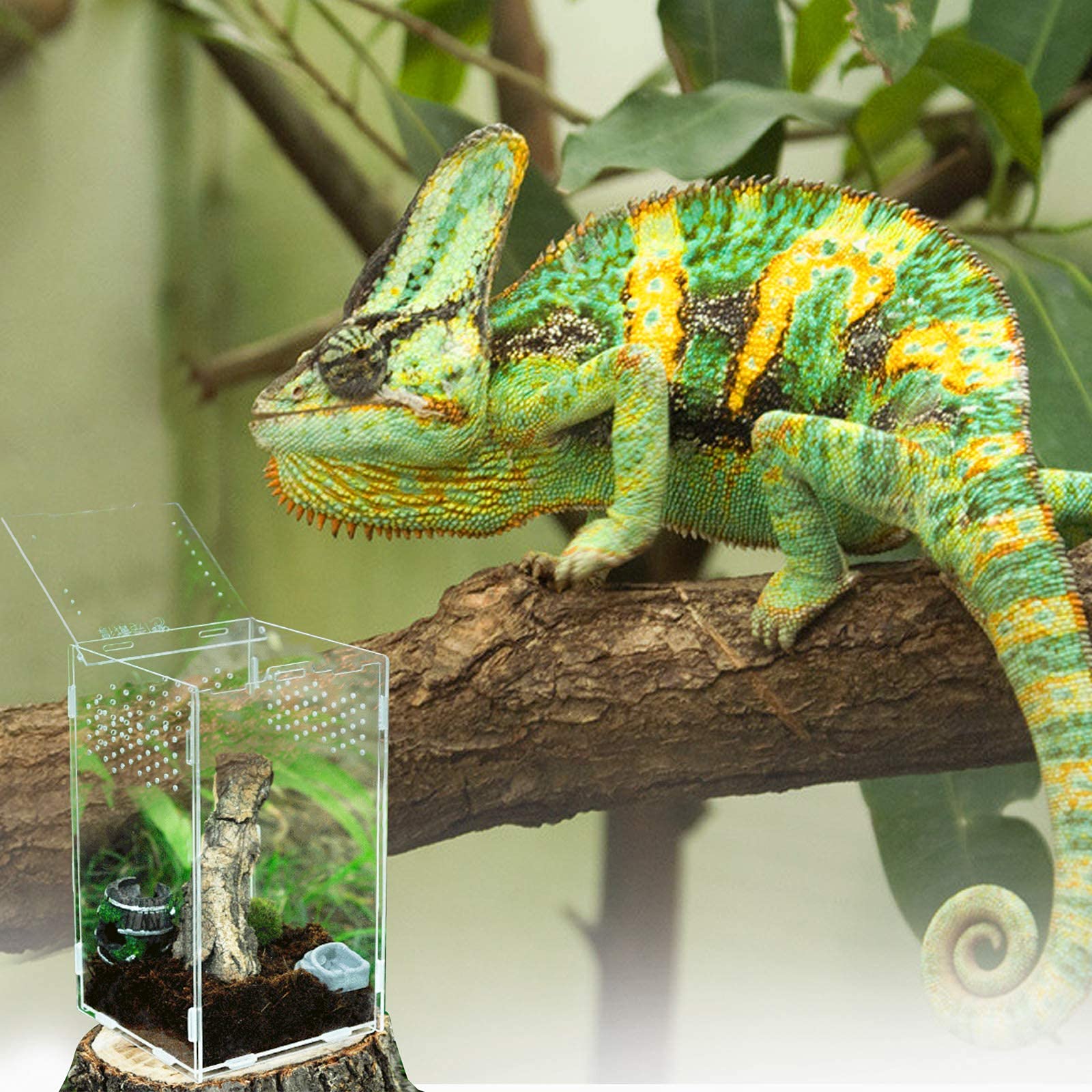 Acrylic Reptile Feeding Box & Terrarium Enclosure - Insect Breeding Habitat for Mantis, Spider, Cricket, Tarantula, Lizard, Scorpion, Geckos | Perfect for Pet Reptile Care & Insect Observation