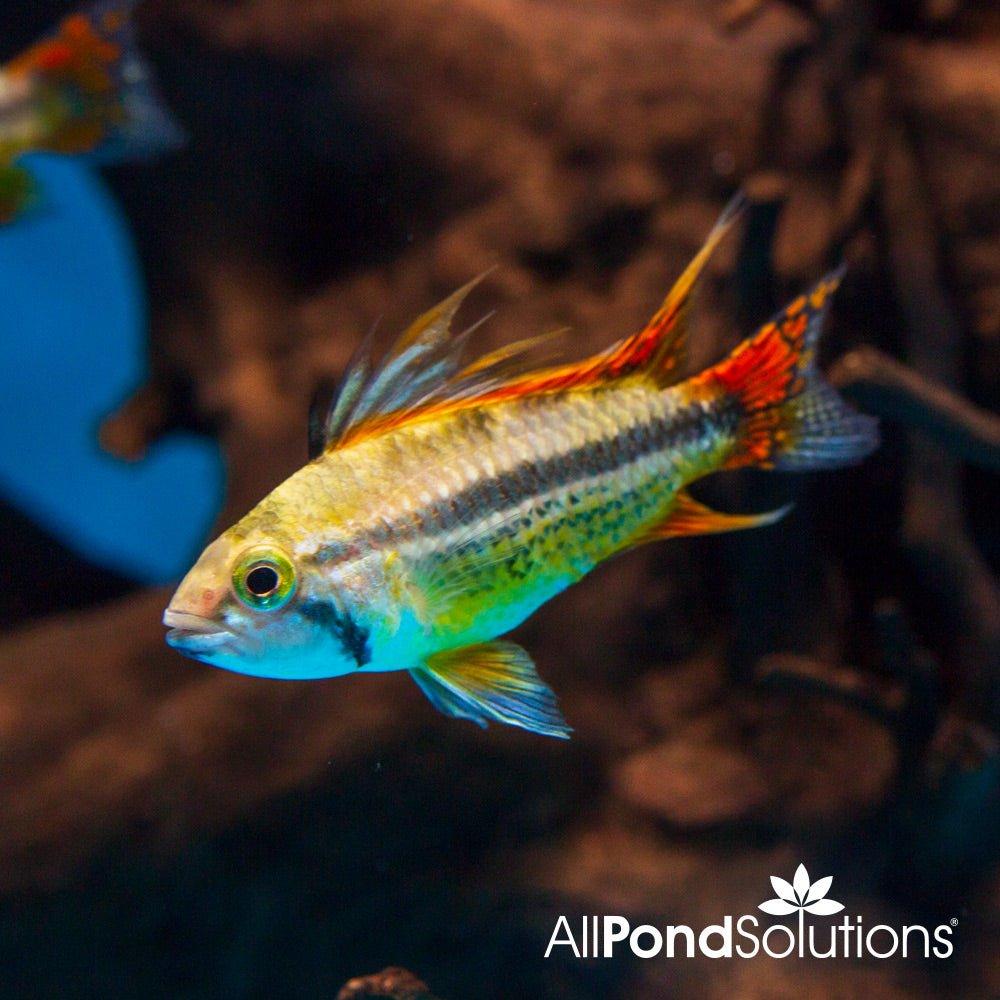Apistogramma cacatuoides - Cockatoo Cichlid Fish for Freshwater Aquariums | Perfect for Community Tanks & Aquascaping
