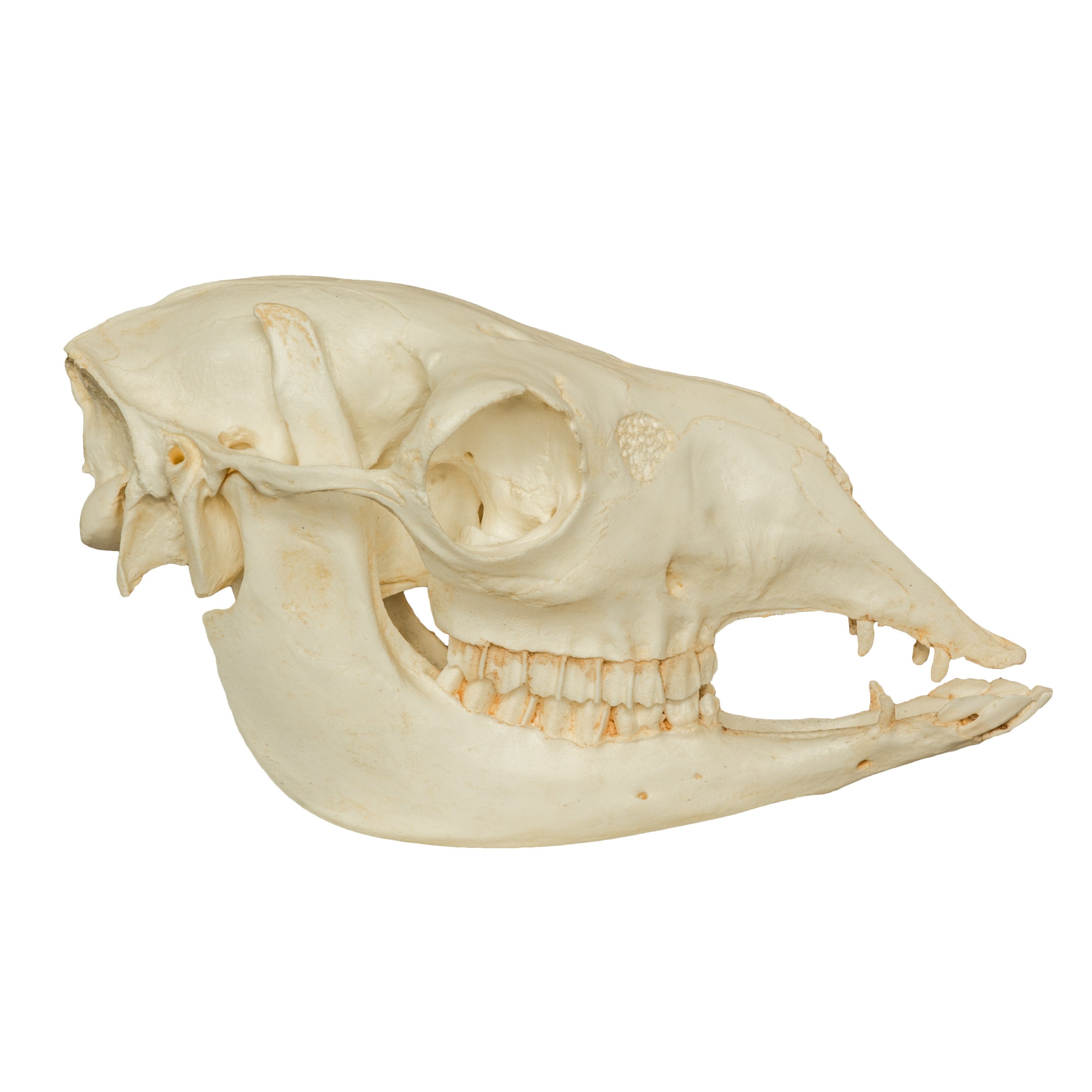 Authentic Replica Llama Skull Decor - Handcrafted Home & Office Gothic Decor, Halloween & Day of The Dead Party Supplies, Unique Gift for Skull Collectors