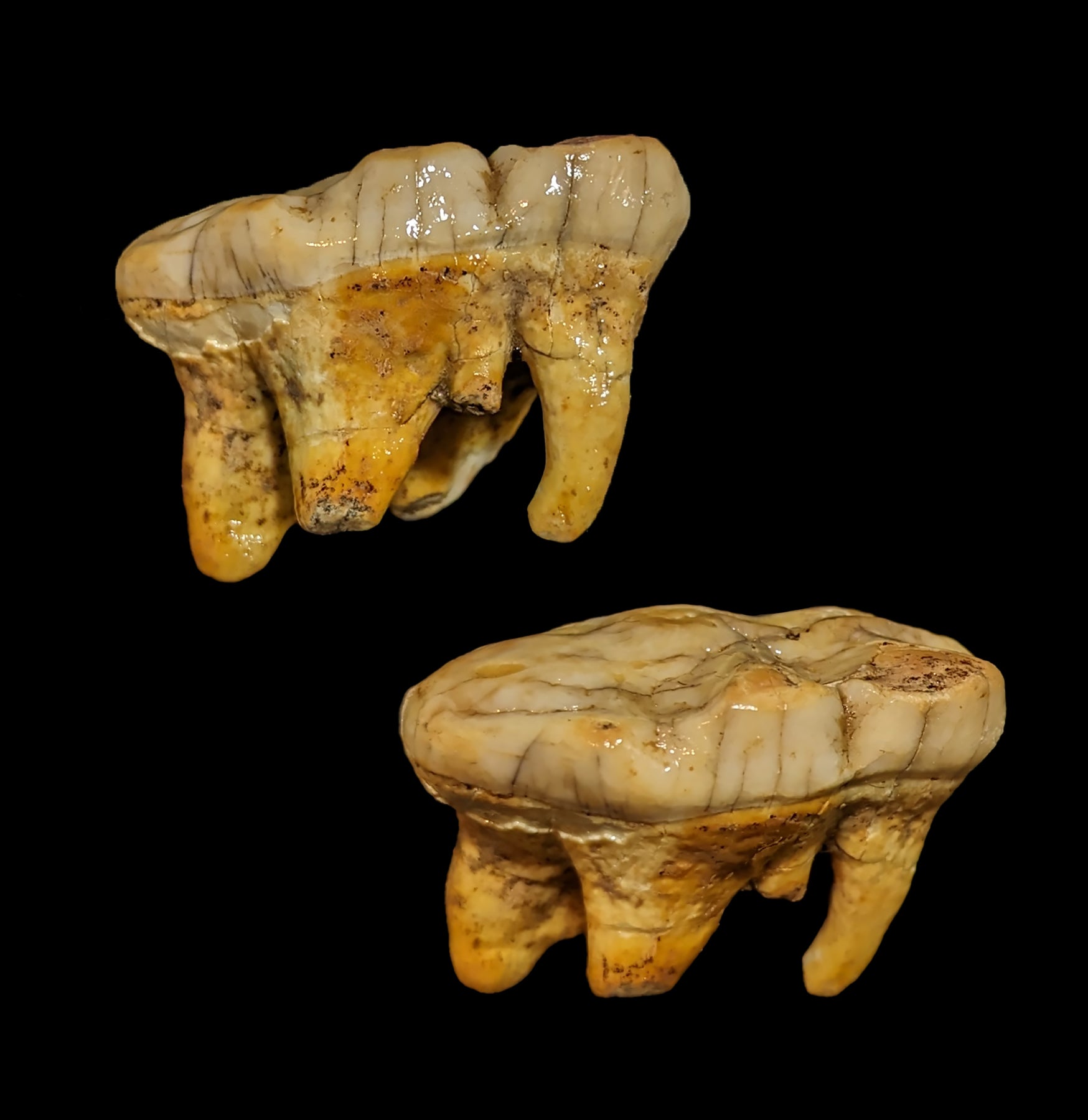 Authentic Fossilized Cave Bear Molar Tooth - Genuine Ice Age Relic for Collectors, Paleontology Study & Unique Home Decor