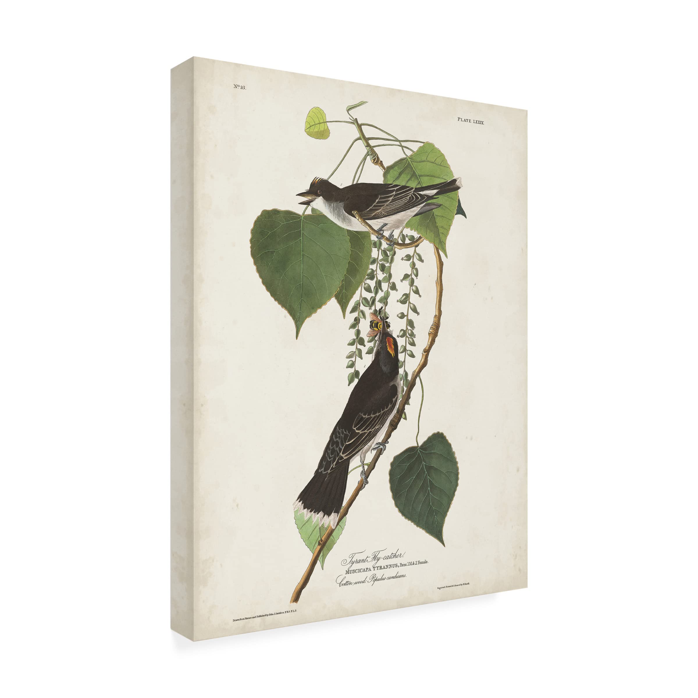 John James Audubon 'Tyrant Flycatcher' Canvas Art Print - 35x47 Inch Wildlife Bird Painting - Premium Home & Office Wall Decor for Nature Lovers