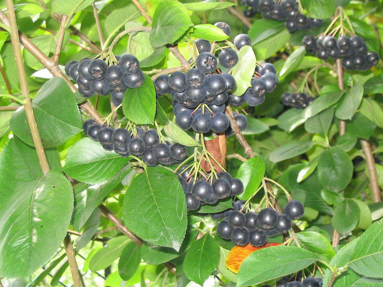 Black Chokeberry Shrub Seeds (Aronia melanocarpa) - 1 Ounce Fresh Edible Seeds for Fall Color & Hardy Landscaping | Perfect for Home Gardens, Wildlife Habitats & Healthy Smoothies