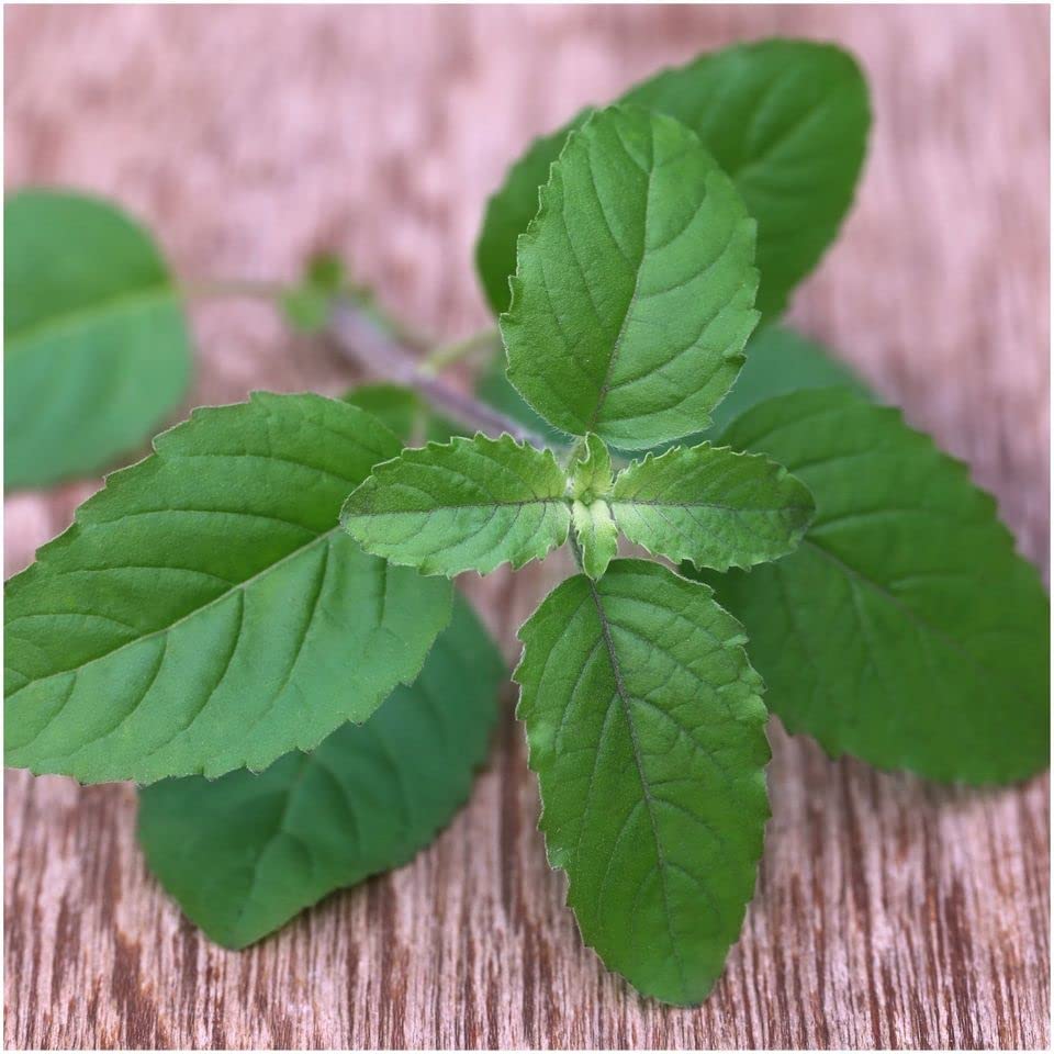 Organic Basil Rama Holy (Tulsi) Seeds - 100 Pcs for Home Gardening