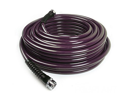 Eggplant