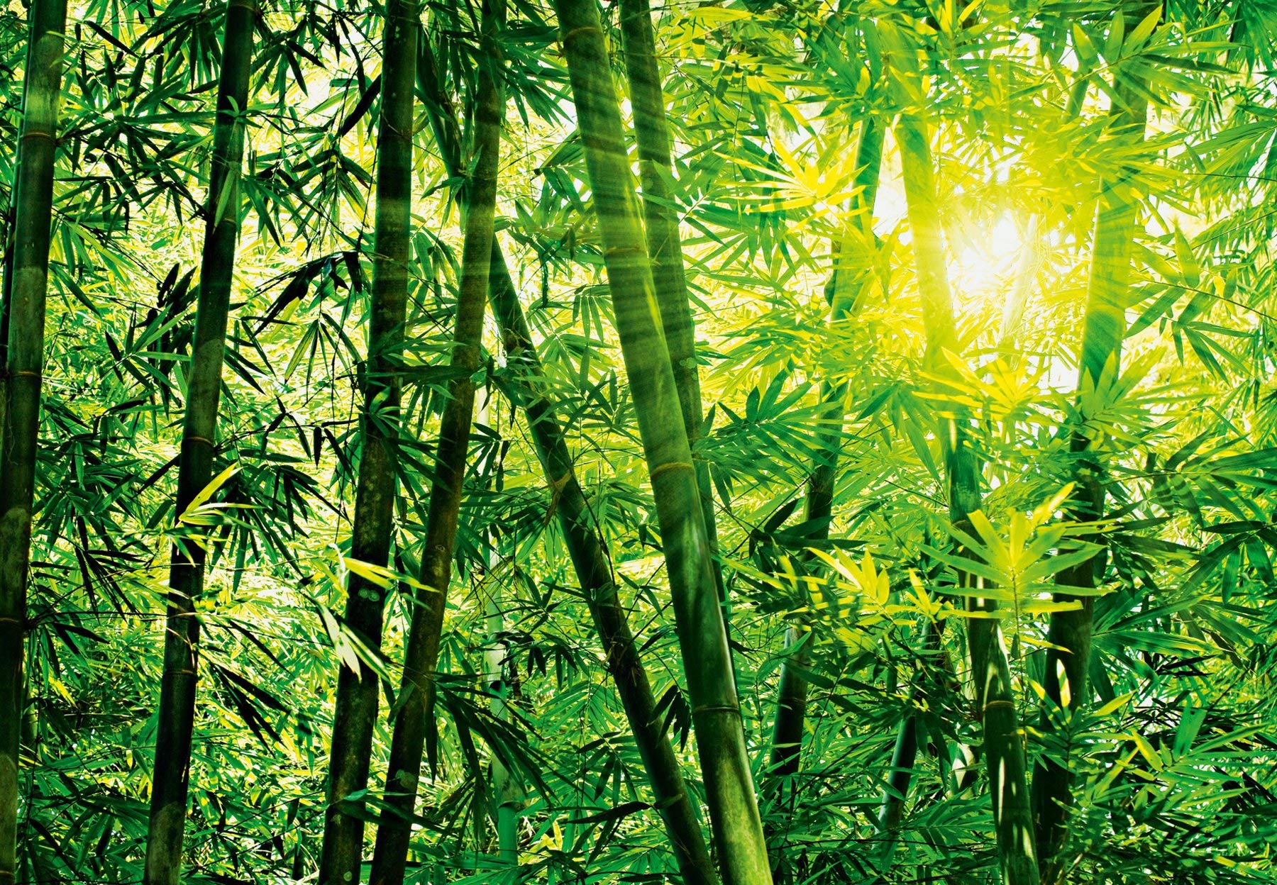 Bamboo Forest Wall Mural - Green Nature Décor for Home & Office