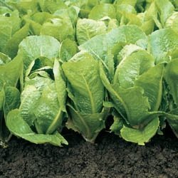 Organic Romaine Lettuce Seeds in Bulk - 5 LB Pack | Non-GMO, Heirloom Seeds for Home Gardening, Hydroponics & Commercial Farming | Perfect for Salads, Sandwiches & Healthy Eating