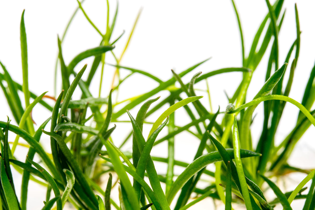 Littorella Uniflora Aquatic Plant for Freshwater Aquariums - Perfect for Aquascaping, Fish Tanks & Water Gardens