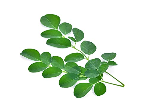 Eucalyptus
