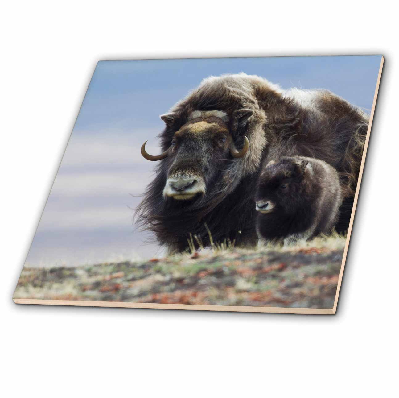 3D Rose Musk Ox with Calf Ceramic Tile - Colorful Home Decor for Kitchen Backsplash, Bathroom Wall, or Unique Gift Idea