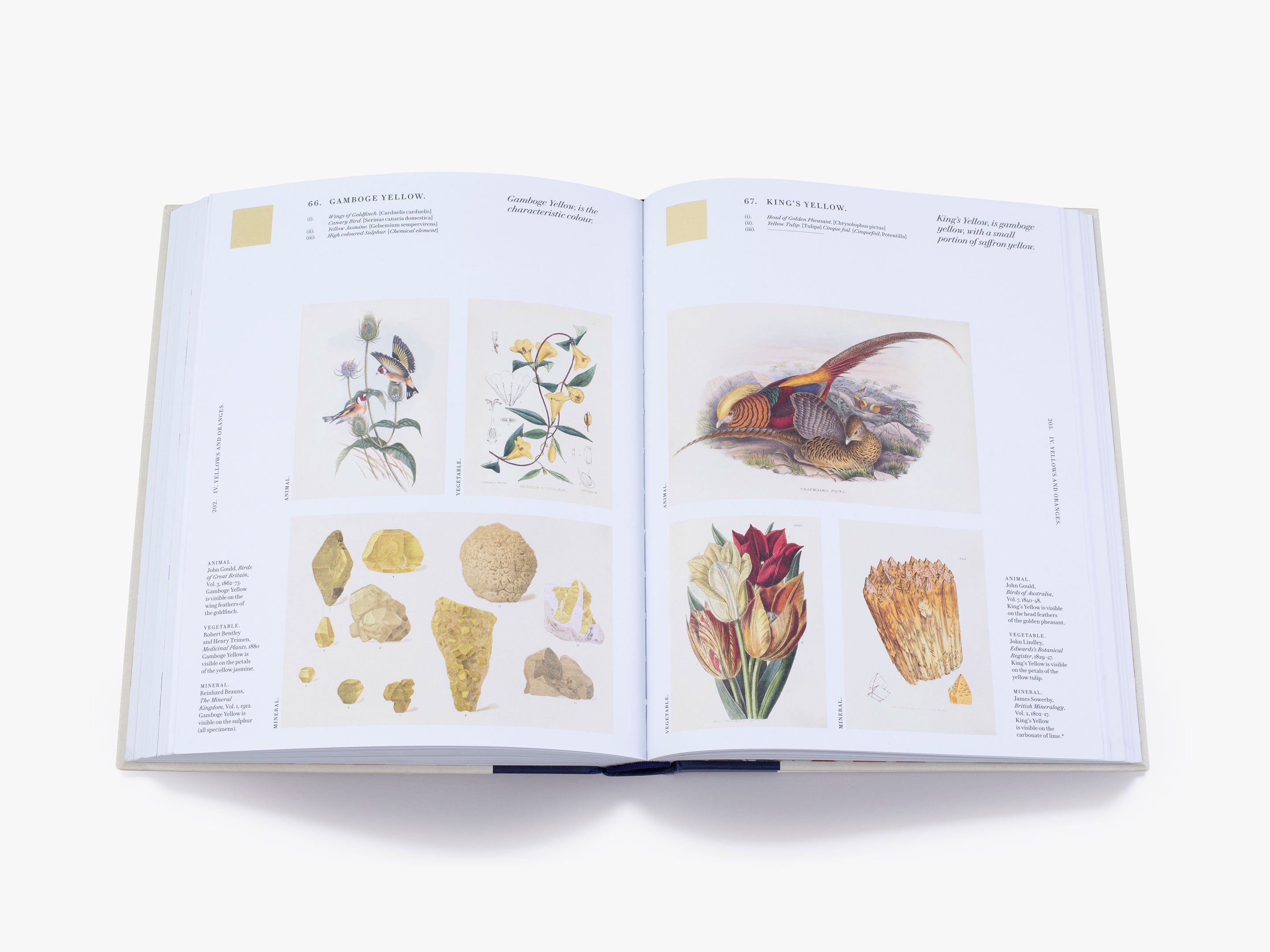 Nature's Palette (Signed Copy) - Vibrant Art Book for Home Decor, Gifts & Inspiration | Perfect for Nature Lovers & Art Collectors