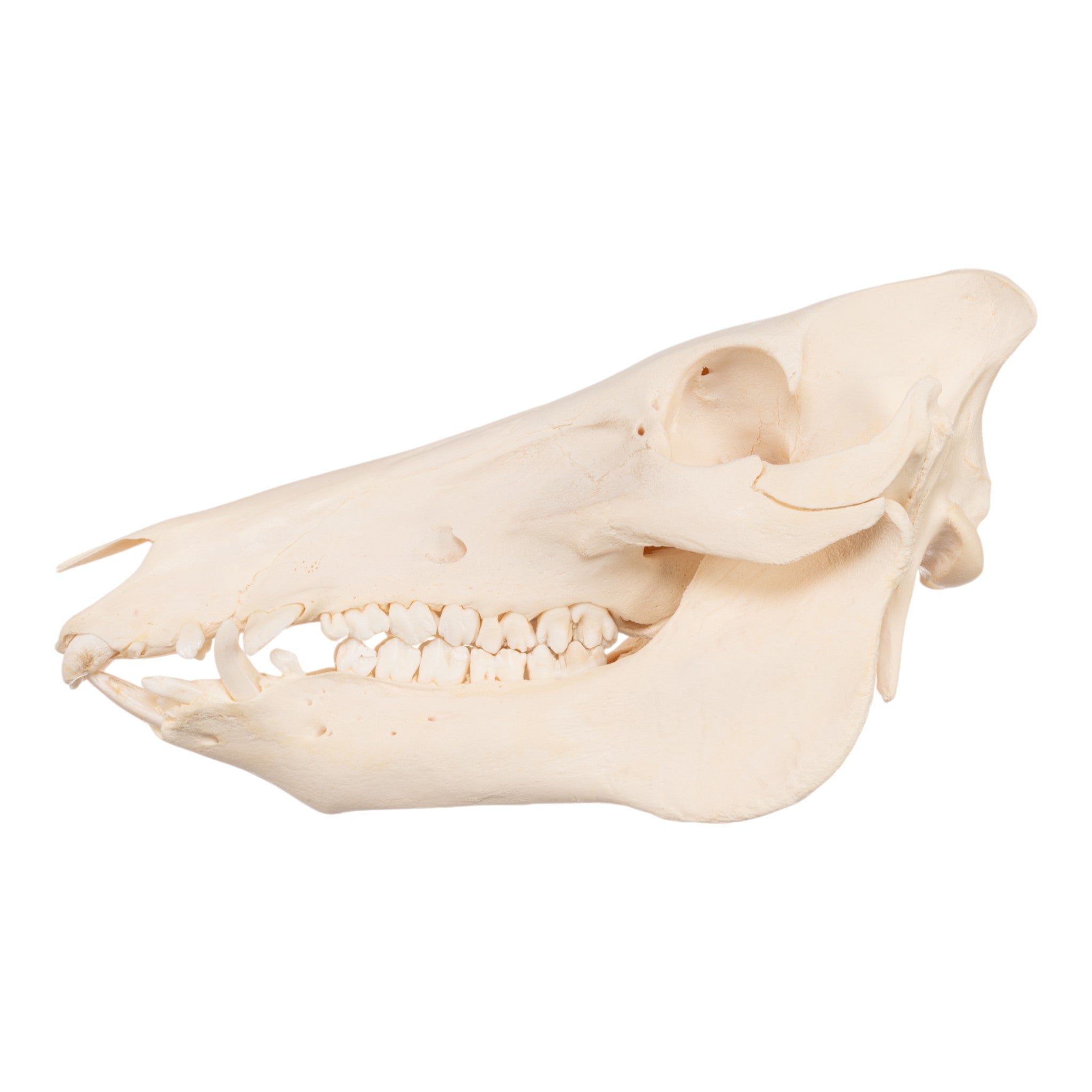 Real Domestic Pig Skull - Authentic Adolescent Pig Skull Specimen for Taxidermy, Oddity Collections & Educational Anatomy Studies