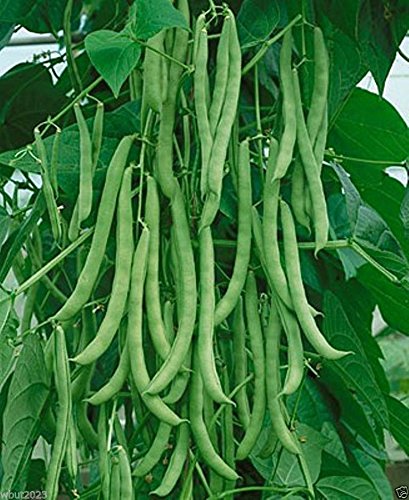 100 Kentucky Wonder Pole Bean Seeds - Old Homestead Heirloom Variety | Long Green Pods for Fresh Eating, Canning & Home Gardening