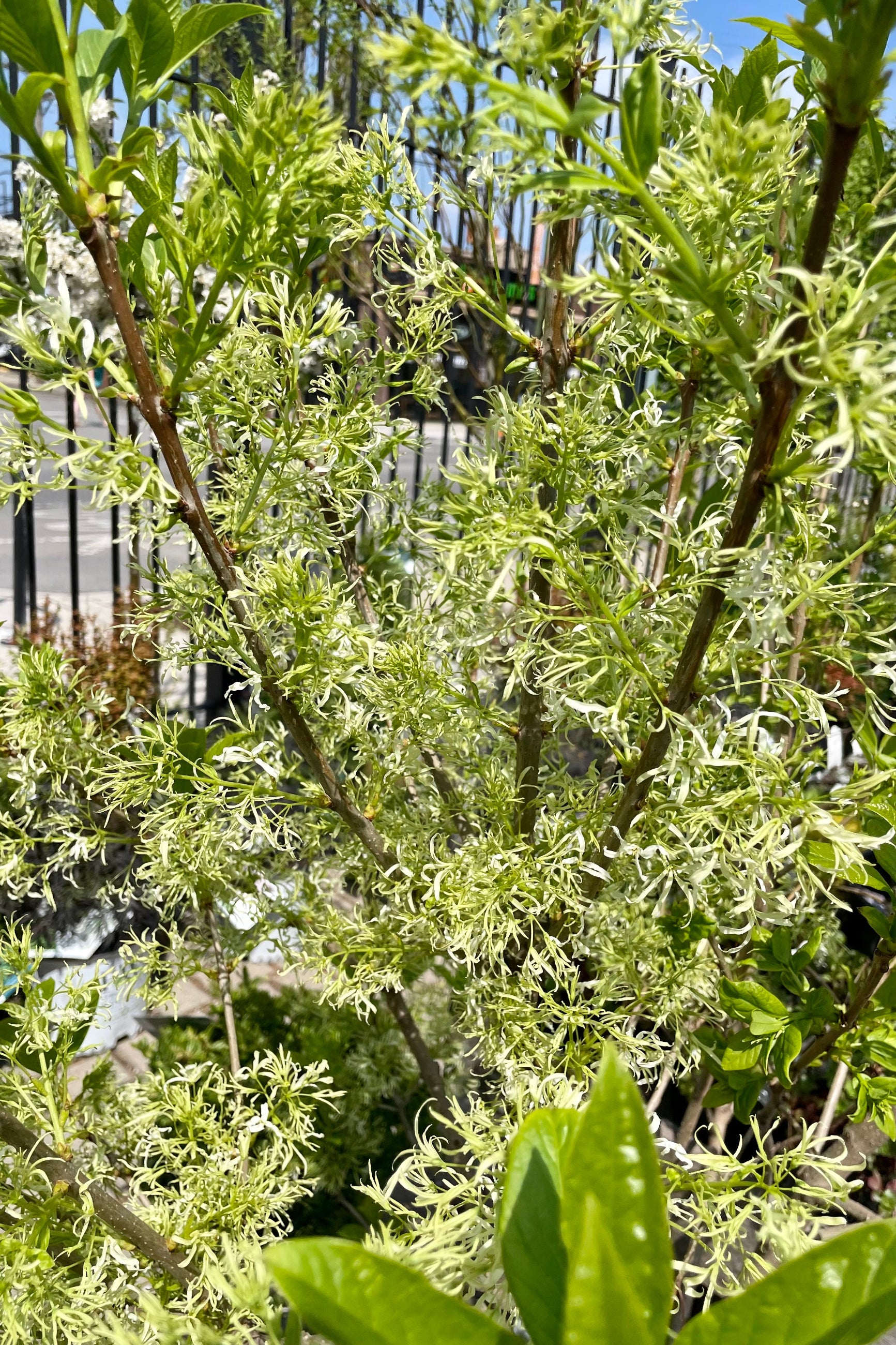 Chionanthus virginicus (White Fringetree) #10 Live Plant - Fragrant Spring Blooms, Fall Berries | Perfect for Landscaping, Gardens & Pollinator-Friendly Yards