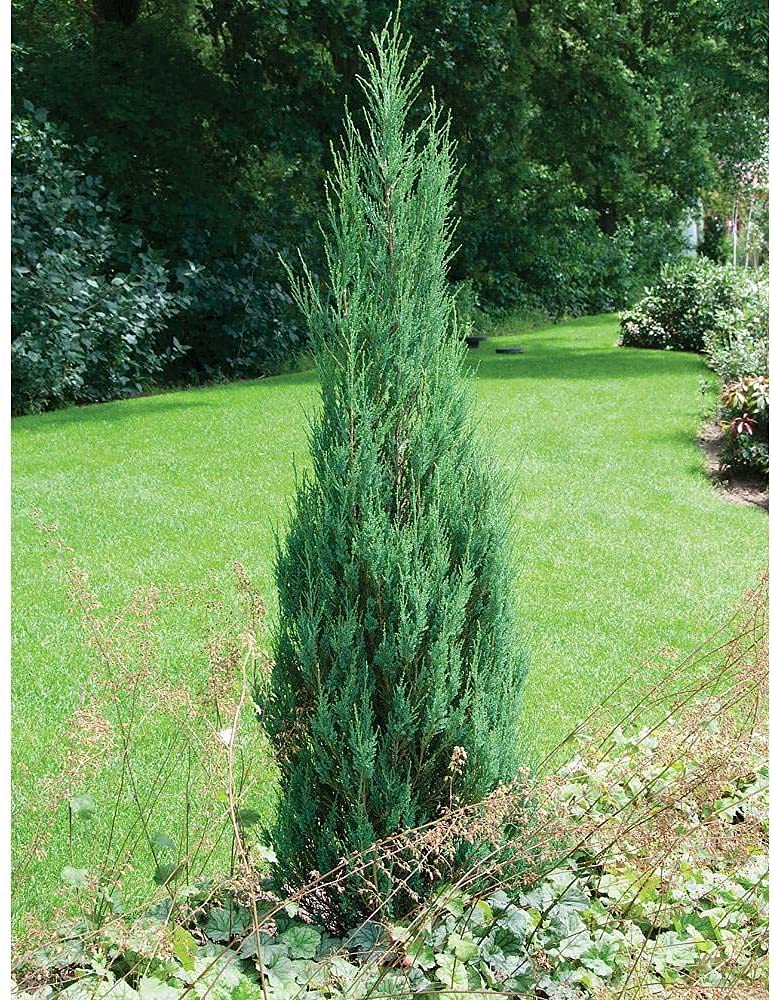 Skyrocket Juniper (Juniperus Scopulorum) - 5 Live 4-Inch Potted Evergreen Trees - Formal Upright Landscape Plants for Garden, Patio & Outdoor Decor