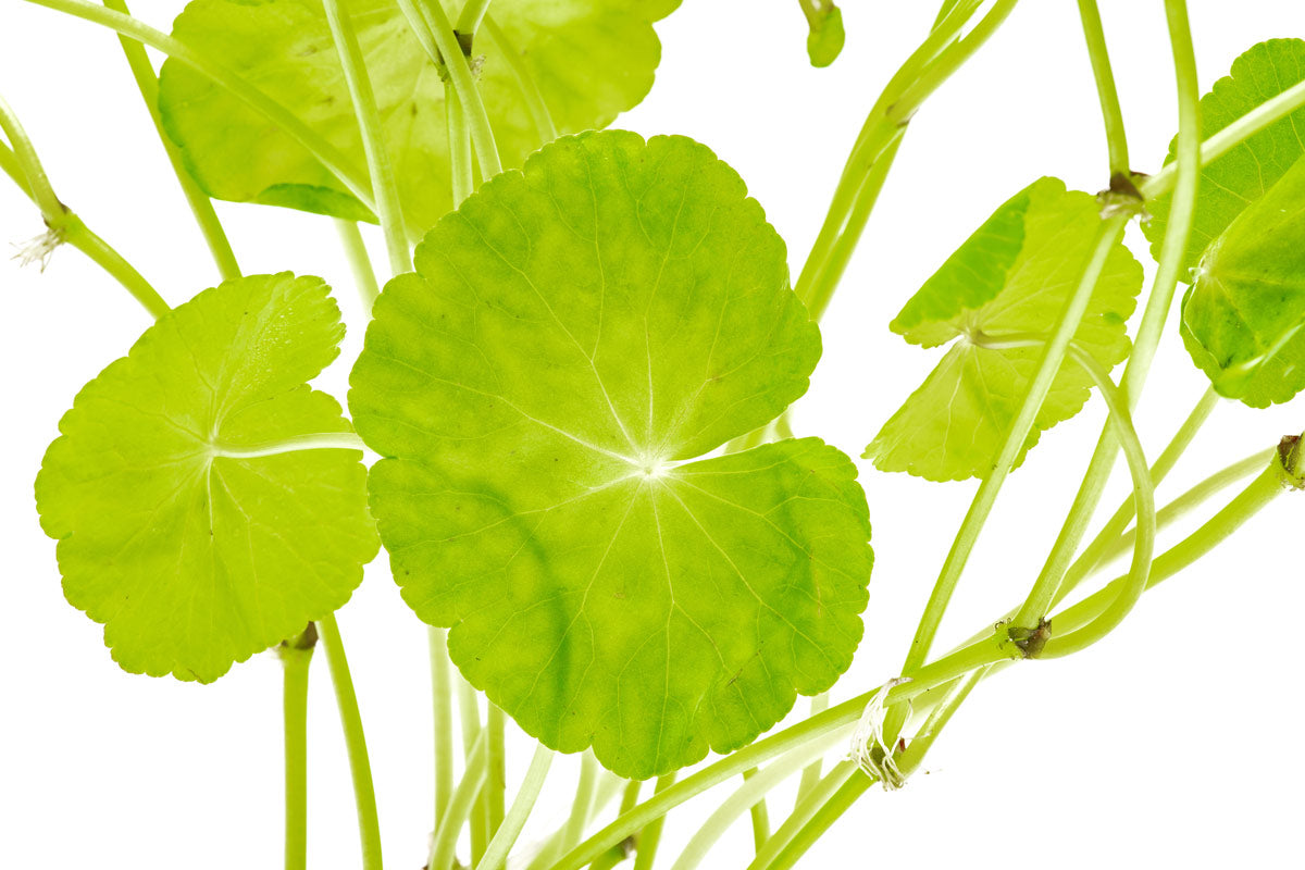 Hydrocotyle Leucocephala (Brazilian Pennywort) Aquatic Plant for Freshwater Aquariums - Perfect for Fish Tanks, Shrimp Tanks & Aquascaping