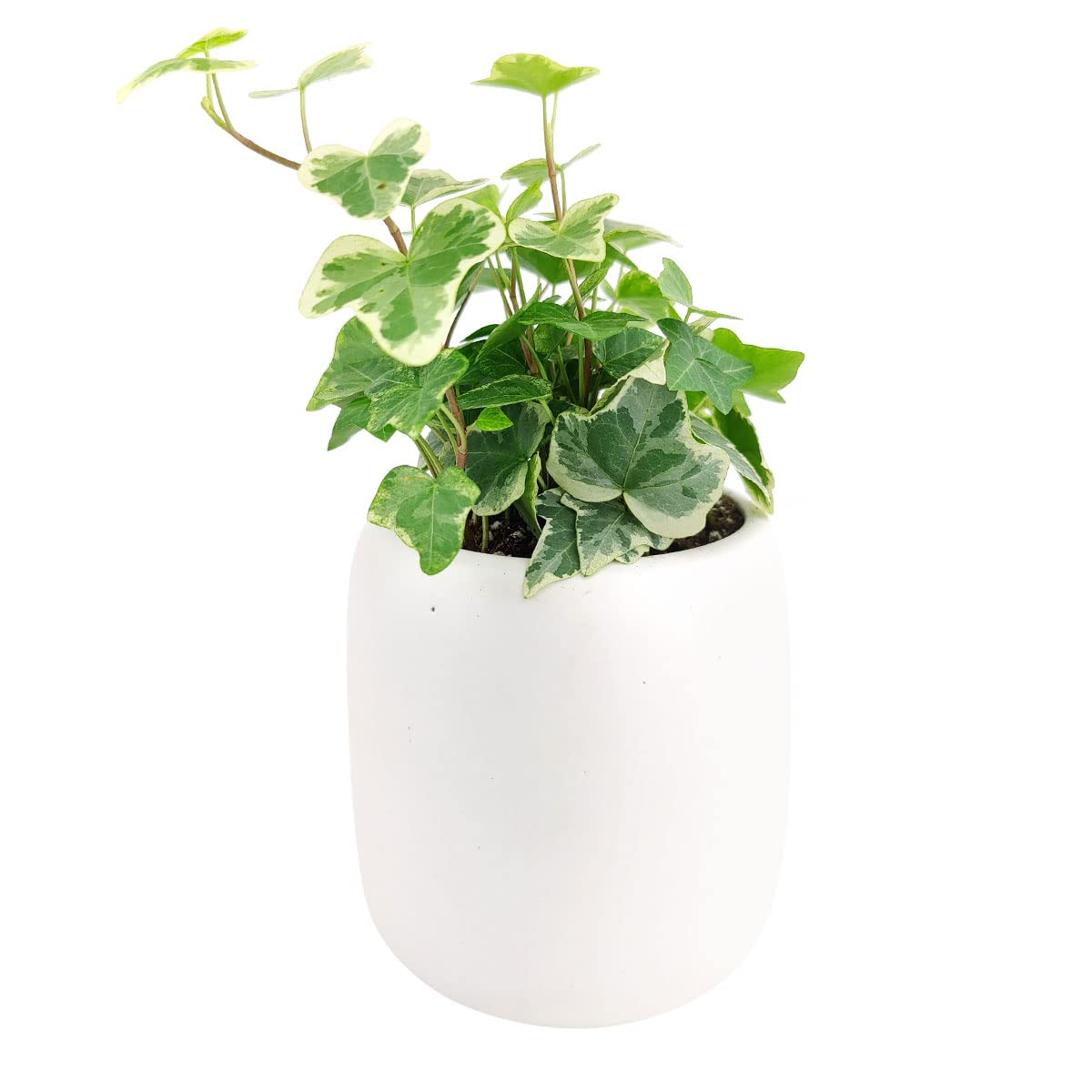 Golden English Ivy (4
