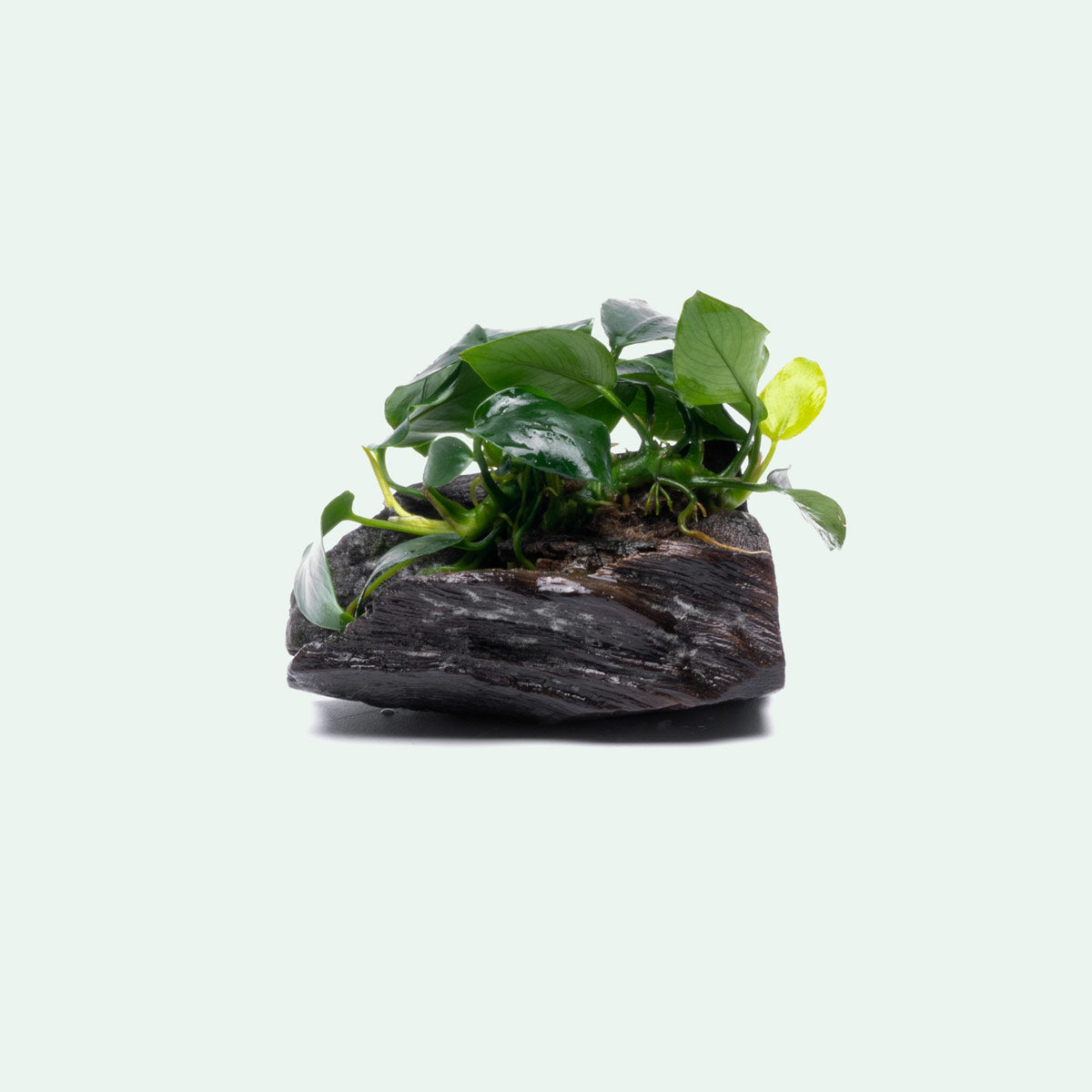 Anubias Nana on Driftwood - Live Aquarium Plant for Freshwater Fish Tanks - Perfect for Aquascaping, Shrimp Tanks & Low Light Aquariums