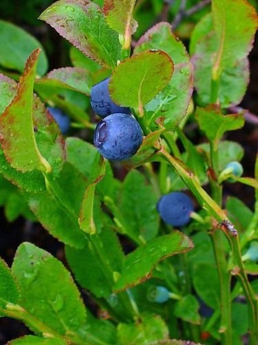 20 Premium Bilberry Fruit Shrub Seeds (Vaccinium Myrtillus) - European Blueberry Plants for Home Garden, Landscaping & Healthy Smoothies