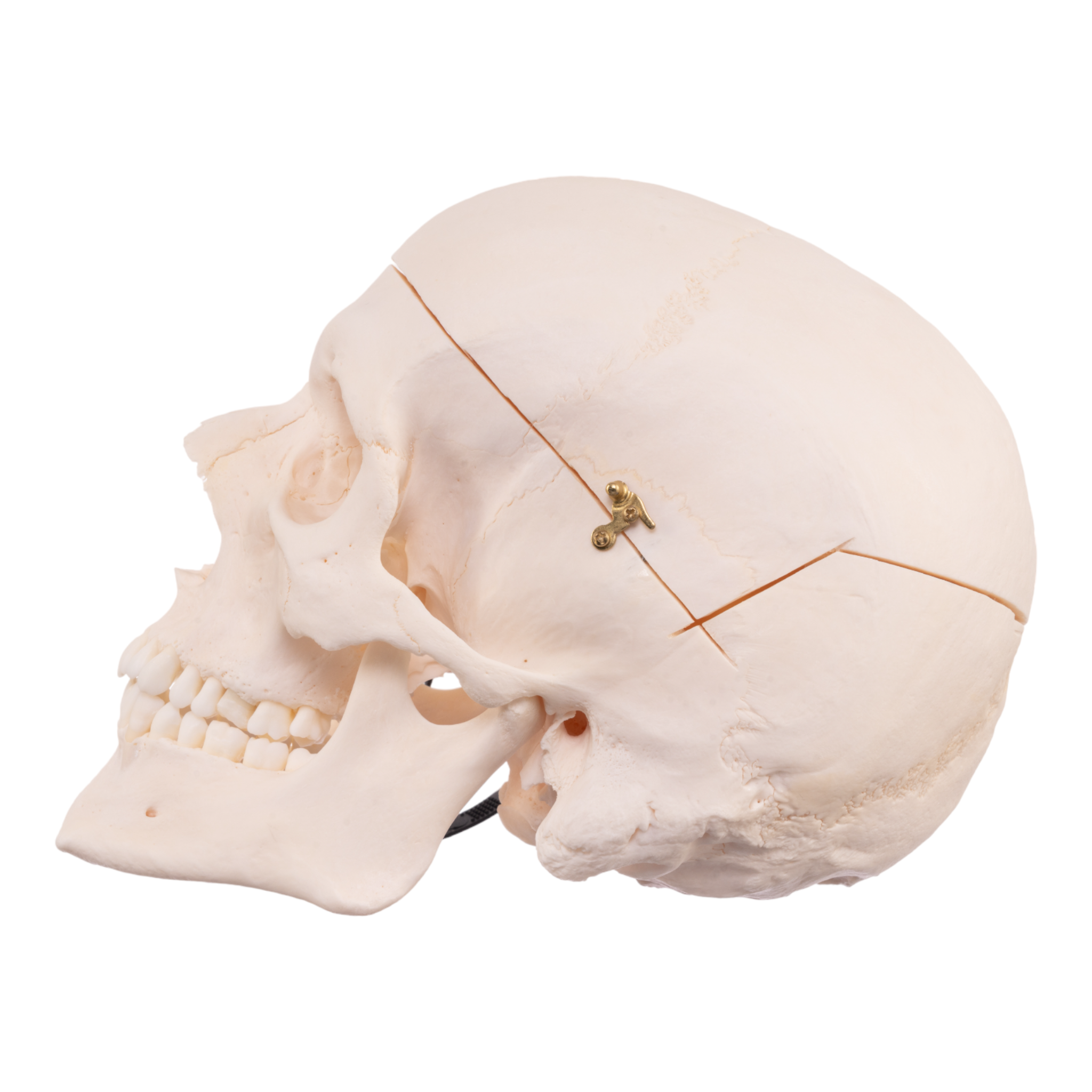 Premium Anatomical Human Skull Model - Accurate & Detailed for Medical Study, Halloween Decor, and Science Education | Perfect for Doctors, Students, and Collectors