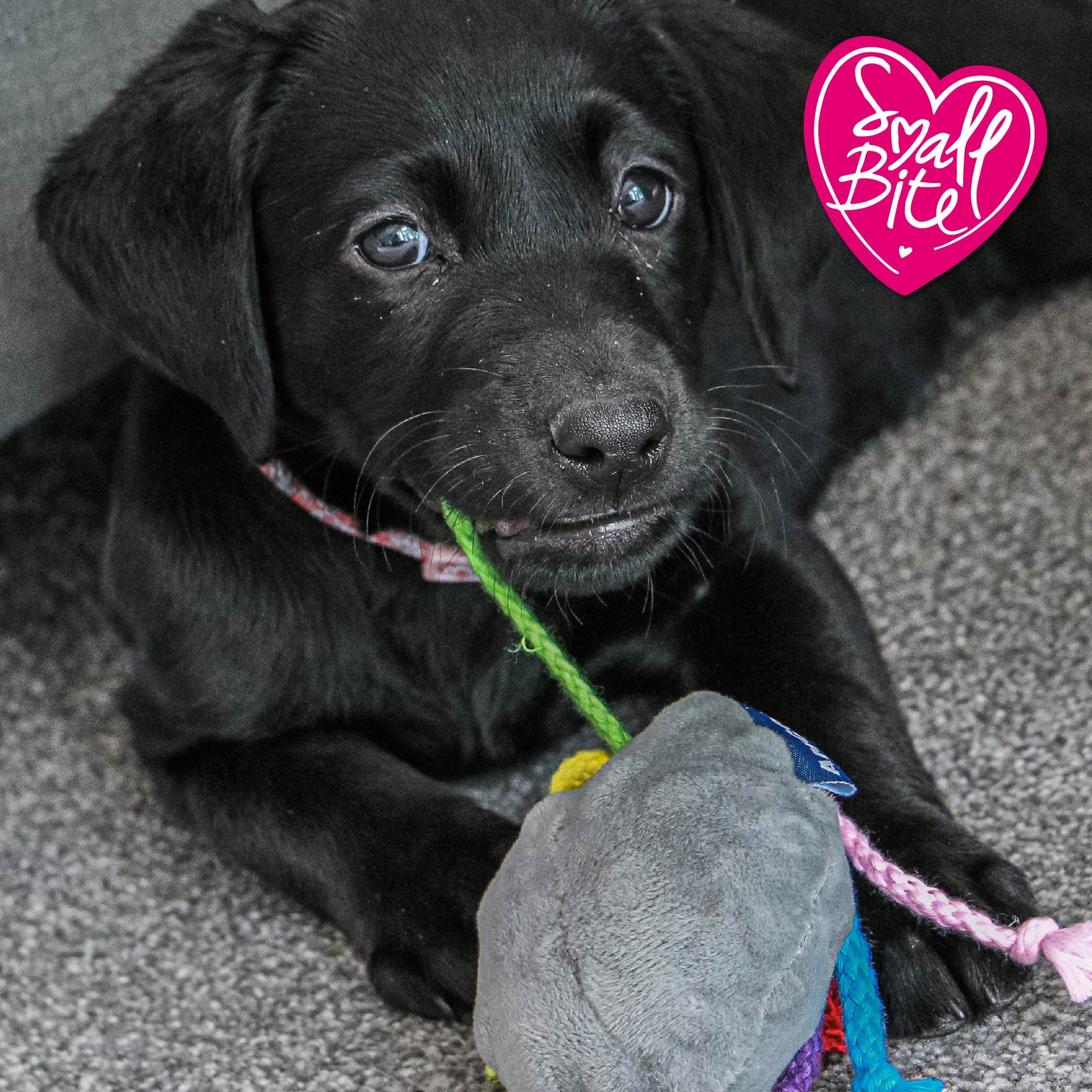 Ancol Small Bite Puppy Toy Octopus - Durable Chew Toy for Teething Puppies, Interactive Dog Toy for Small Breeds - Perfect for Playtime, Training & Anxiety Relief