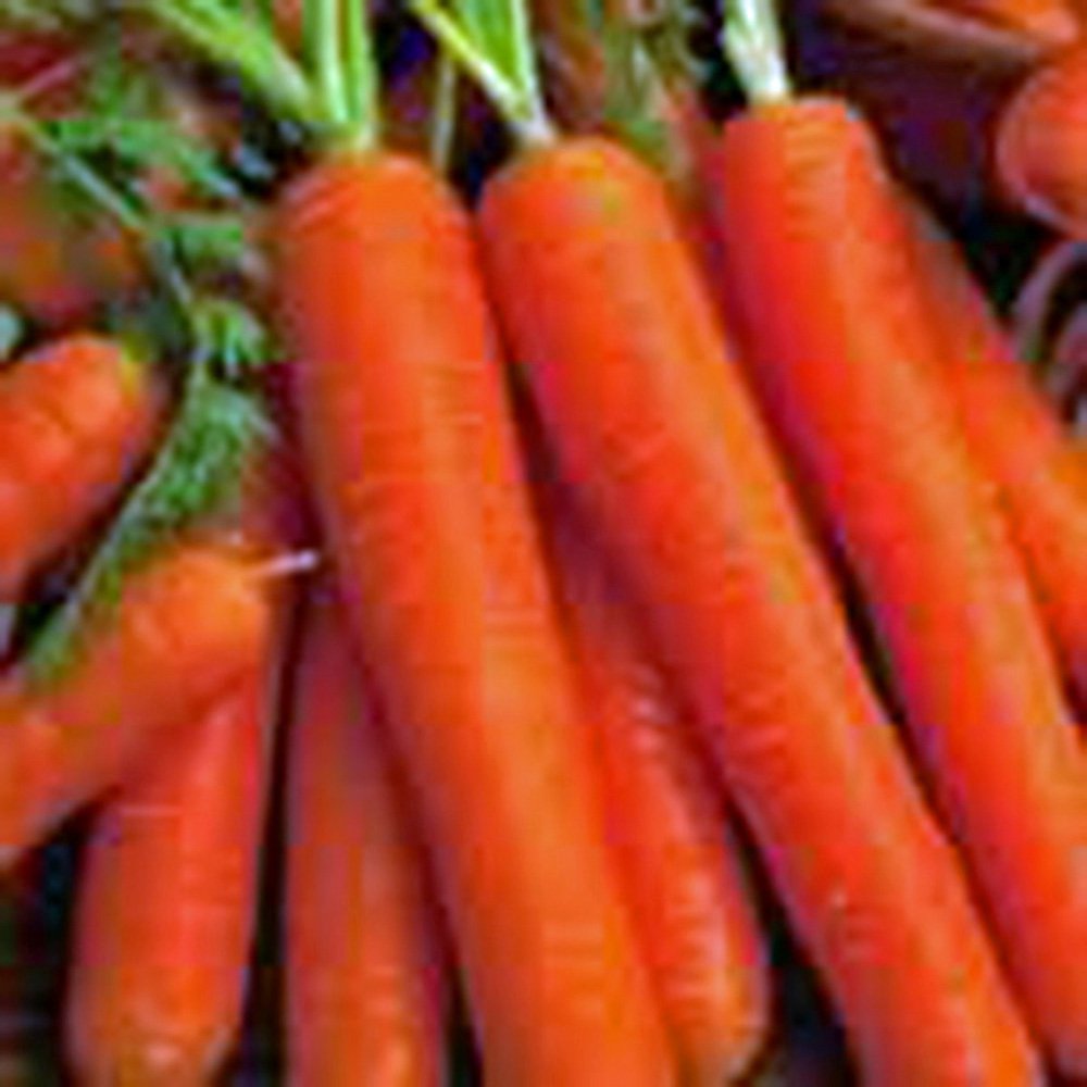 Organic Scarlet Nantes Heirloom Carrot Seeds - Non-GMO, 500 Count Pack - Sweet & Crunchy for Fresh Eating, Juicing, and Healthy Snacks - Perfect for Home Gardens, Container Planting, and Kids' Gardening Projects