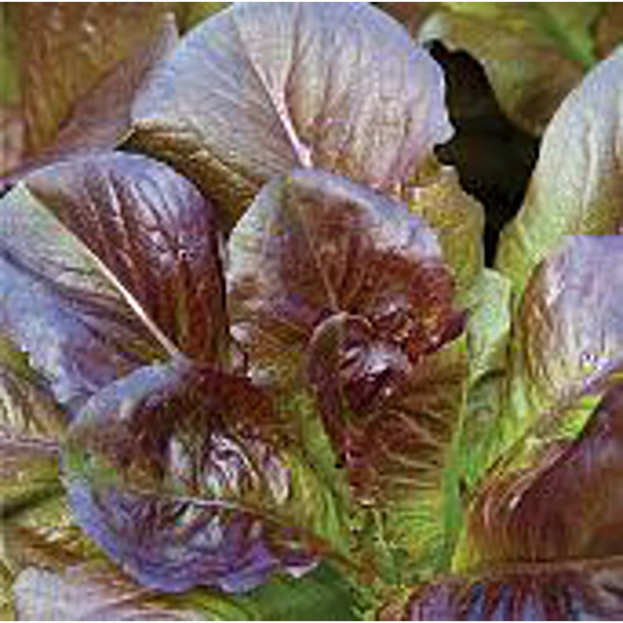 Organic Cimarron Lettuce Seeds (20+ Seeds) | Non-GMO Heirloom Vegetable Seeds for Planting | Home Garden, Greenhouse, Hydroponic Growing | Fresh Salad Greens for Healthy Eating