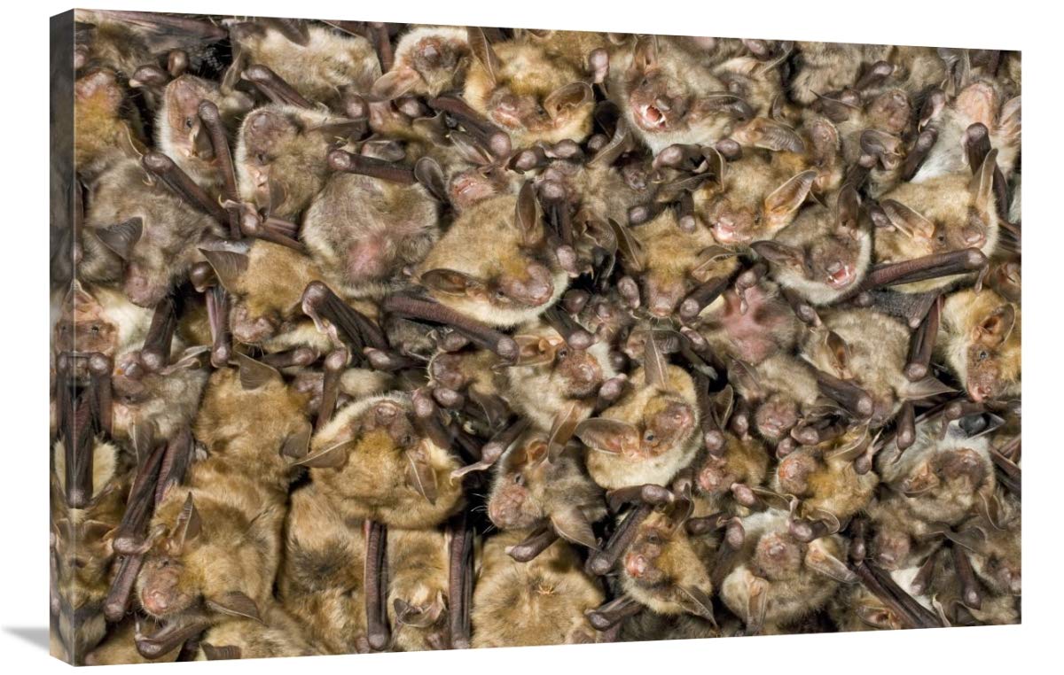 24 x 36 Inch Greater Mouse-Eared Bat Colony Art Print - Germany Wildlife Photography by Ingo Arndt | Perfect for Nature Lovers, Bat Enthusiasts & Home Office Decor