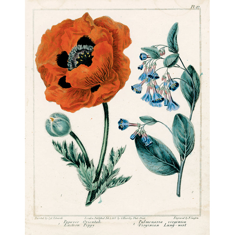 Eastern Poppy (Papaver orientale) Seeds - Vibrant Orange Flowers for Garden Landscaping & Pollinator Gardens