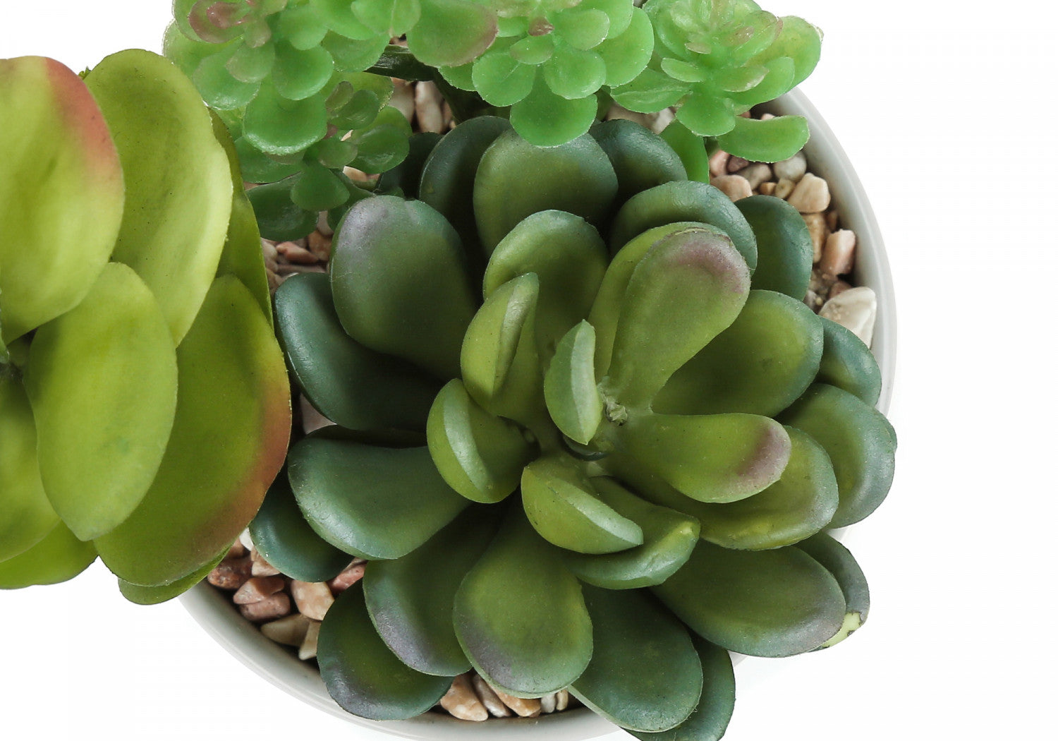 7 Succulent Plants with 3 White Pots - Green Indoor Garden Set of 2 | Perfect for Home Decor, Office Desk & Gift Giving