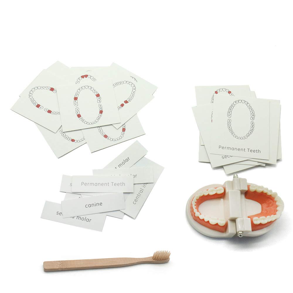 Montessori Practical Life Brushing Teeth Model & Cards Set - Educational Preschool Learning Toys for Toddlers, Homeschool & Classroom Teaching Aid - Perfect for Dental Hygiene Practice & Early Childhood Development