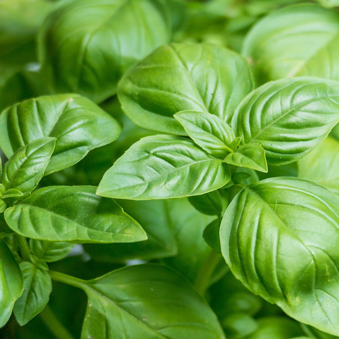 Sweet Basil Essential Oil - High in Linalool (Ocimum Basilicum) for Aromatherapy, Relaxation & Skin Care