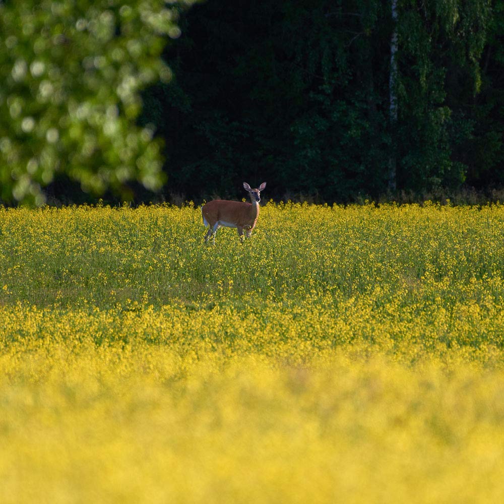 Outsidepride Brassica Deer Greens Seeds Mix - 5 LBS | Rape, Kale, Turnip & Radish for Deer Food Plots | Perfect for Wildlife Attraction, Hunting & Land Management