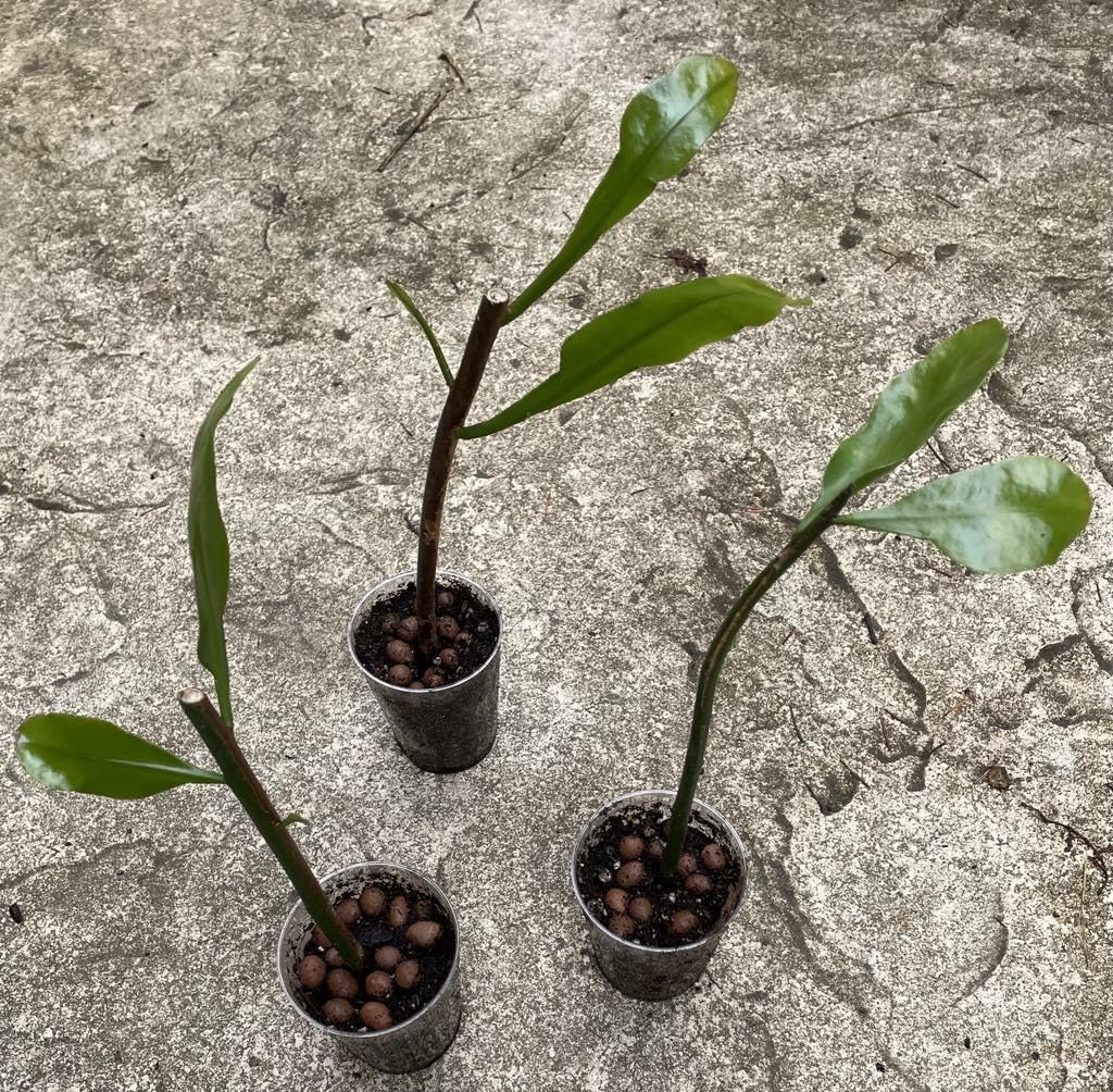 Epiphyllum 'Queen of the Night' Rare Cactus Plant - Rooted Cutting for Garden & Home Decor - Perfect for Indoor Houseplants, Outdoor Gardens, and Floral Arrangements