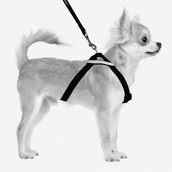 Secura Safety Car Harness for Dogs - Crash Tested Pet Seat Belt for Cars - Secure Travel for Small, Medium & Large Breeds - Perfect for Road Trips & Vet Visits