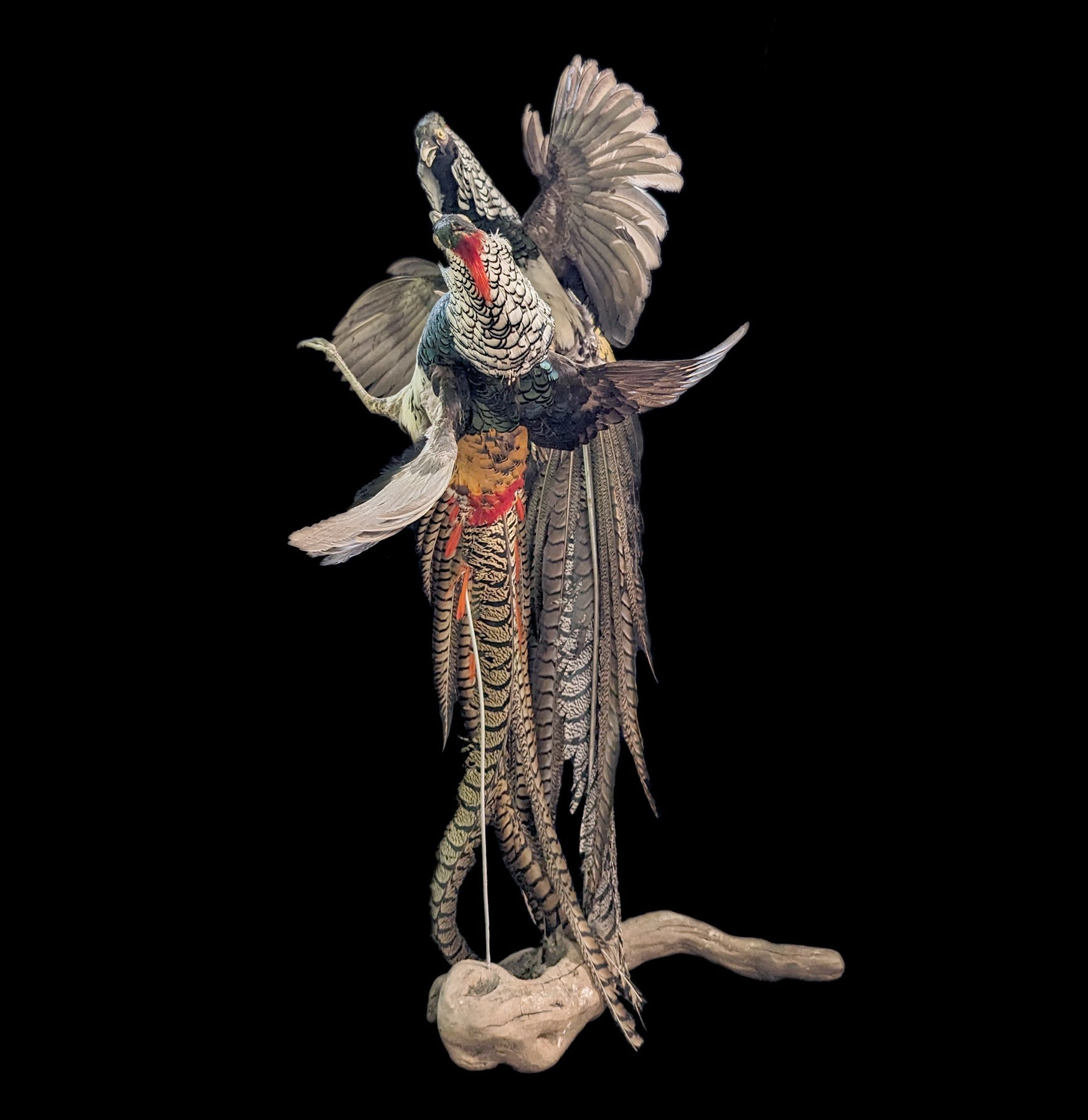 Lady Amherst Pheasant Taxidermy Mount - Realistic Handcrafted Decorative Bird for Home & Office Decor | Perfect for Hunting Lodges, Cabinets, and Wildlife Displays