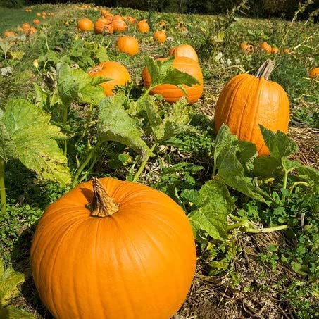 Eden Brothers Non-GMO Howdens Field Pumpkin Seeds for Planting - 1 Pound | High-Yield Fast-Growing Vegetable Seeds for Warm Season Planting in Zones 3-10 | Perfect for Home Gardens, Fall Decorations & Pumpkin Patches