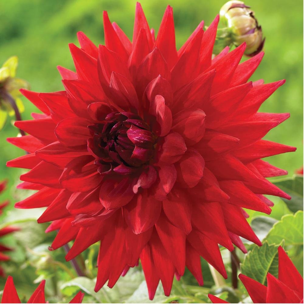 Premium Red Flowering Dahlia Bulbs - Garden Wonder Decorative Plant Roots & Seeds for Vibrant Outdoor Landscaping & Home Garden Decor
