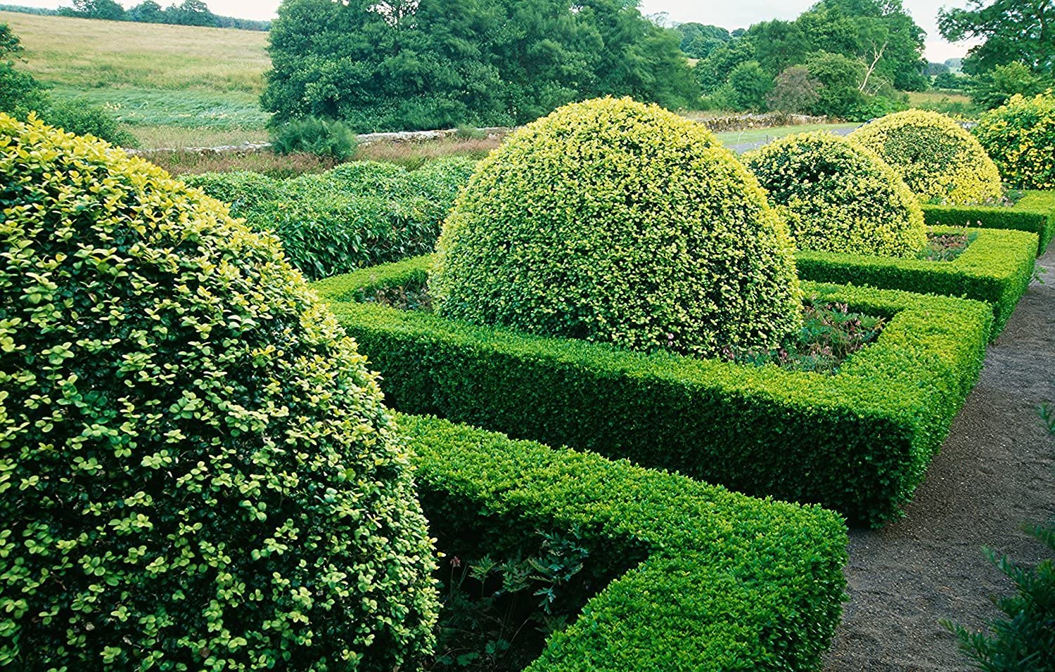 Japanese Boxwood Plants - 10 Live 4 Inch Pots of Buxus Microphylla | Low Maintenance Evergreen Hedge for Landscaping, Garden Borders & Formal Gardens