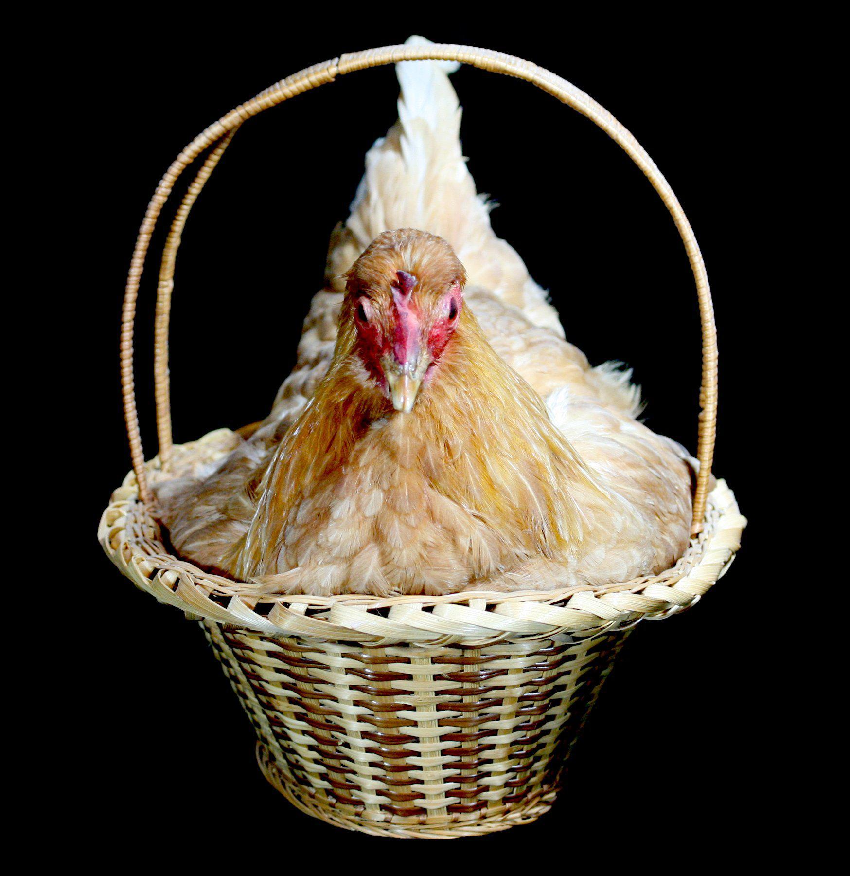 Natural Reed Basket with Chicken Taxidermy - Unique Home Decor for Rustic Farmhouse & Hunting Lodge Style