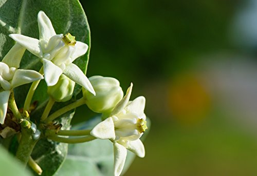 Swamp Milkweed Ice Ballet Seeds - Asclepias Incarnata Rose Milkweed for Butterfly Gardens & Pollinator Habitats