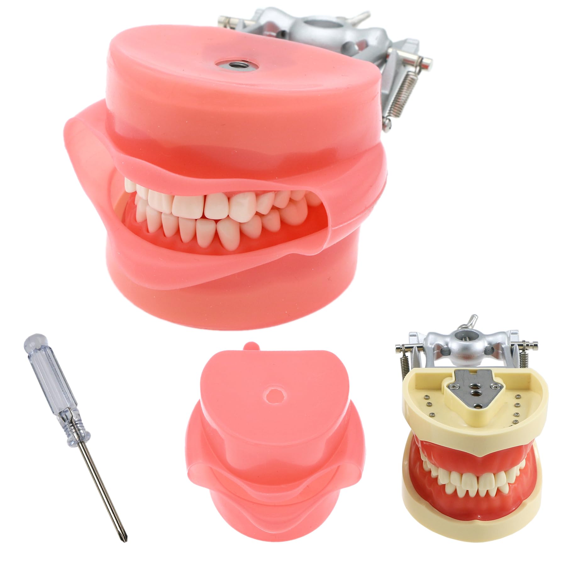 Dental Typodont Model with 32 Removable Teeth - Kilgore & Nissin Compatible - Simulation Cheek for Dental Teaching, Study & Practice - Perfect for Dental Students, Educators & Professionals