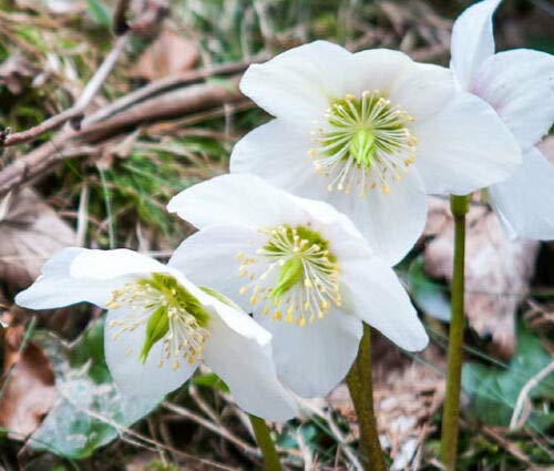 Christmas Rose Helleborus Niger - 50 Bulk Seeds for Planting, Winter-Blooming Perennial Flowers for Gardens, Landscaping & Holiday Decorations