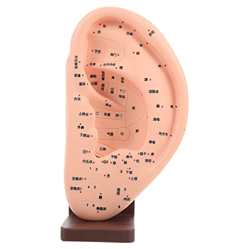 Baluue Human Ear Anatomy Model with Base - Detailed 3D Ear Structure for Medical Teaching, Study & Display - Perfect for Classrooms, Labs & Science Enthusiasts