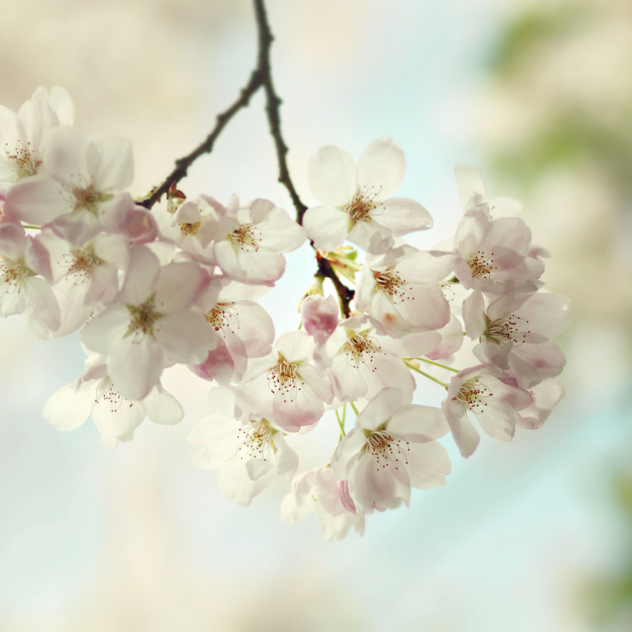 Spring Light Wall Art by Marmont Hill - 48x48 Inches Canvas Print for Living Room, Bedroom & Office Decor