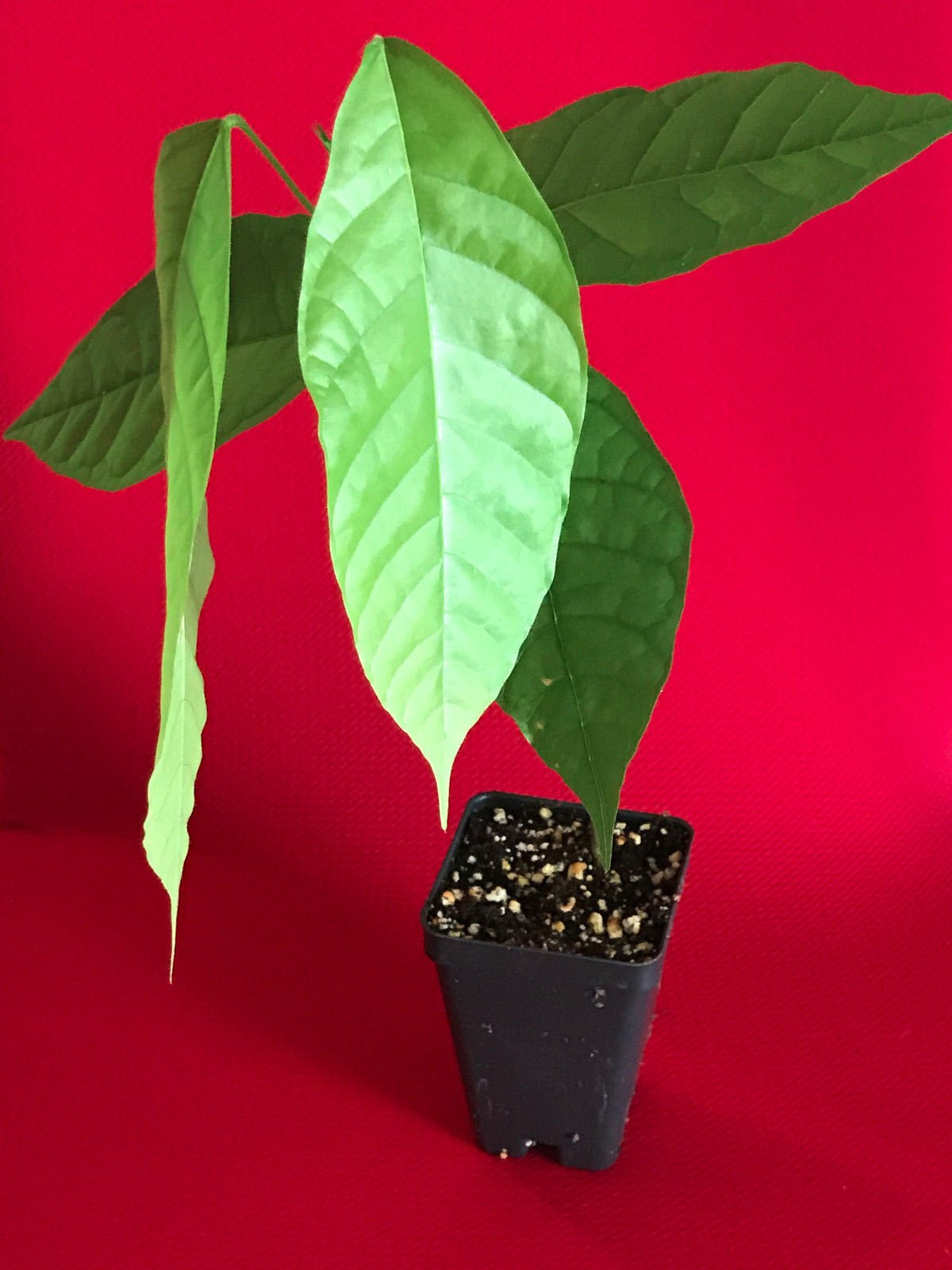TRINITARIO Theobroma Cacao Cocoa Chocolate Fruit Tree - Live Potted Plant with Red Pods (Medium Size) | Perfect for Home Gardening, Tropical Landscaping & DIY Chocolate Making