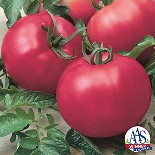 Premium Chefs Choice Pink Tomato Seeds for Home Garden - Grow Juicy, Sweet Tomatoes for Salads, Sauces & Fresh Eating