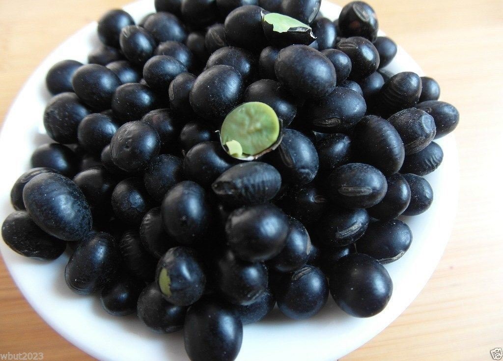 Organic Korean Black Soybean Seeds - Non-GMO, 50 Count - Edible for Cooking, Sprouting & Planting - Perfect for Home Gardeners & Healthy Eating