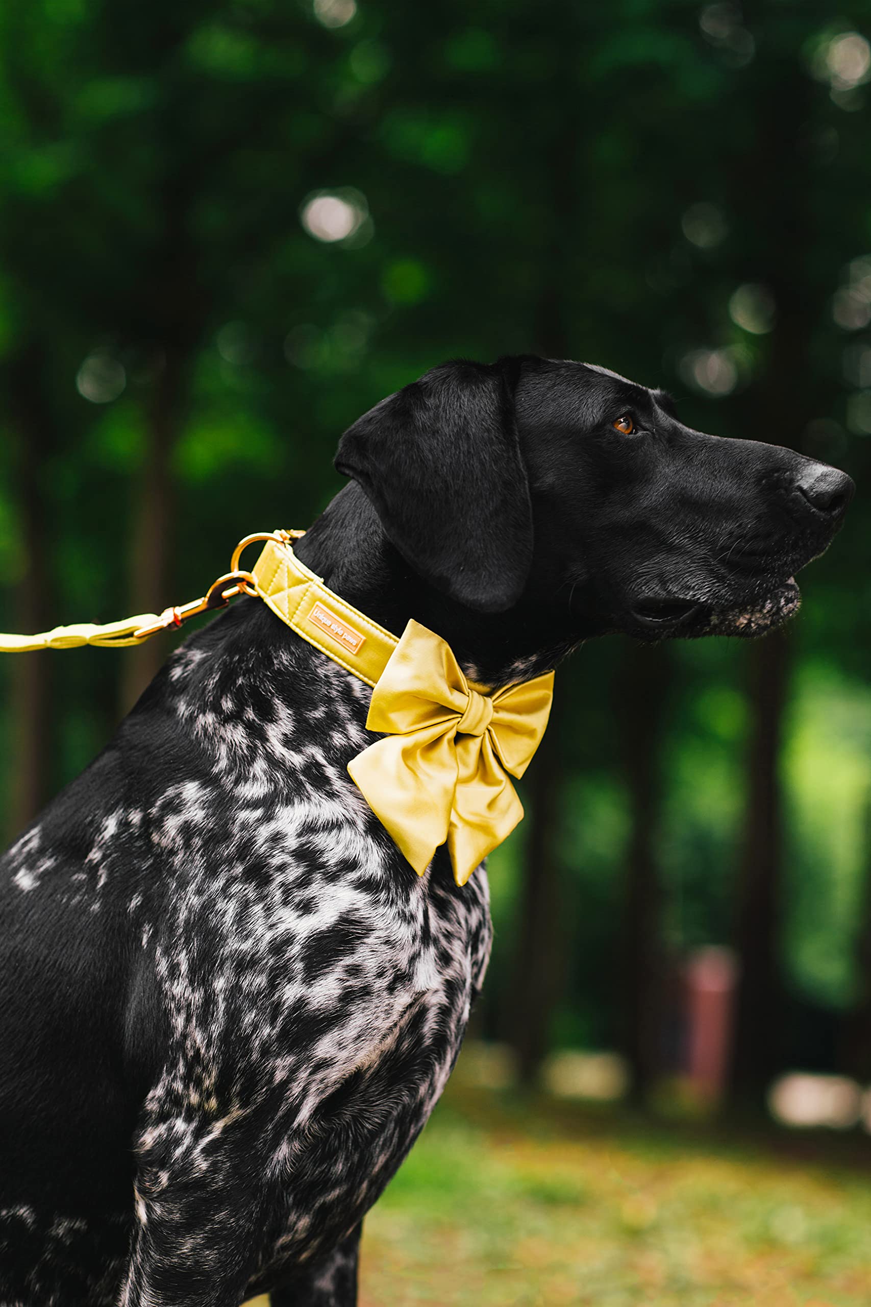 Adjustable Silk Yellow Dog Collar with Bow Tie - Durable X-Large Pet Collar for Weddings & Special Occasions | Fashionable & Comfortable for Big Dogs