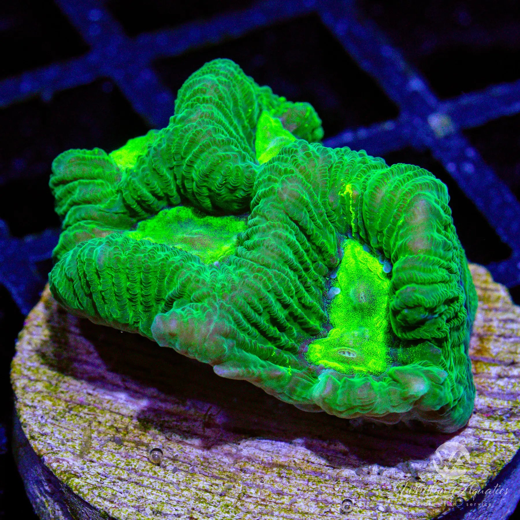 J2 WA Green Eyes Favia Coral - WYSIWYG Live Coral for Saltwater Aquariums | Perfect for Reef Tanks & Marine Aquascaping