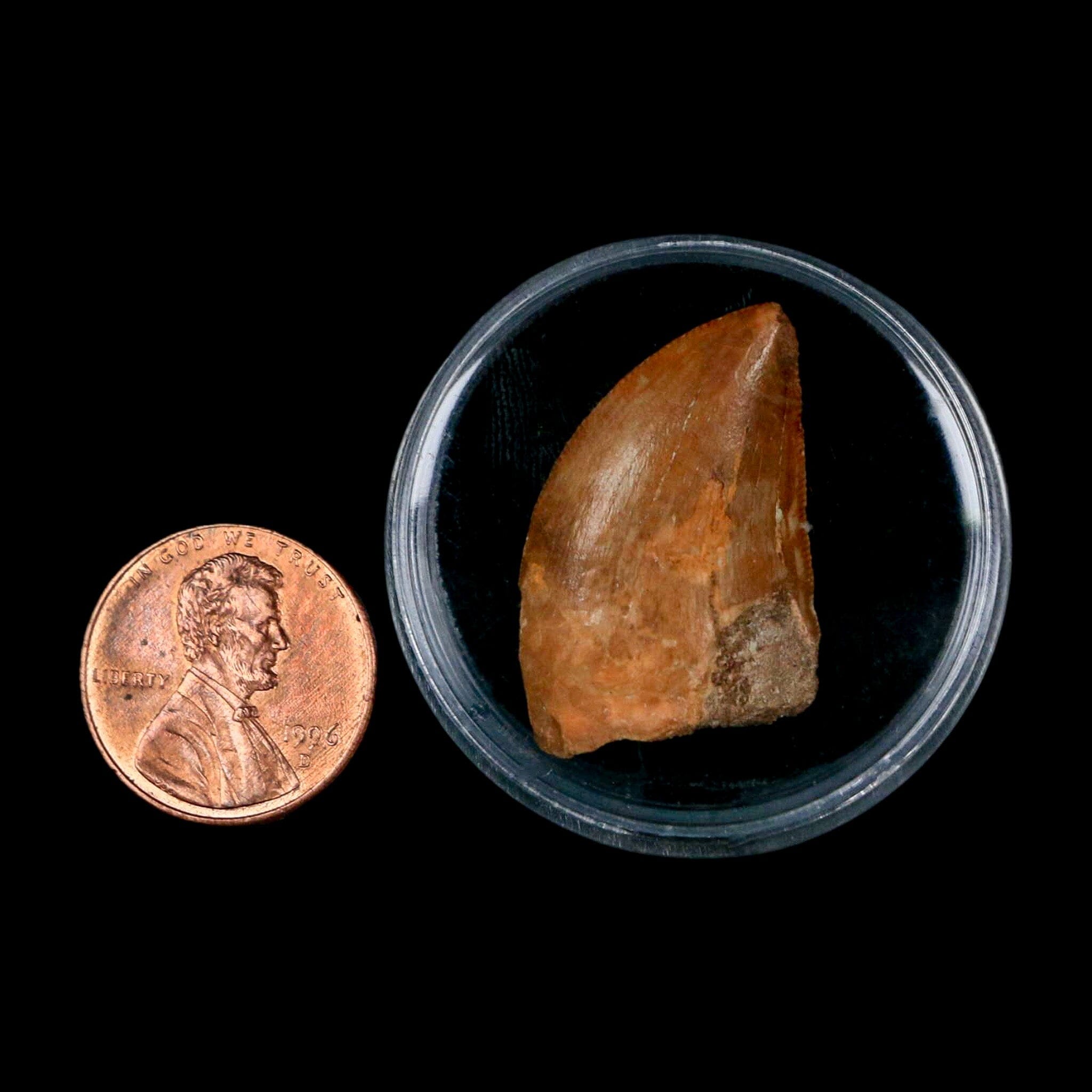 Authentic Carcharodontosaurus Dinosaur Fossil Tooth from Cretaceous Period - Morocco Origin with COA - Perfect for Paleontology Enthusiasts & Home Display